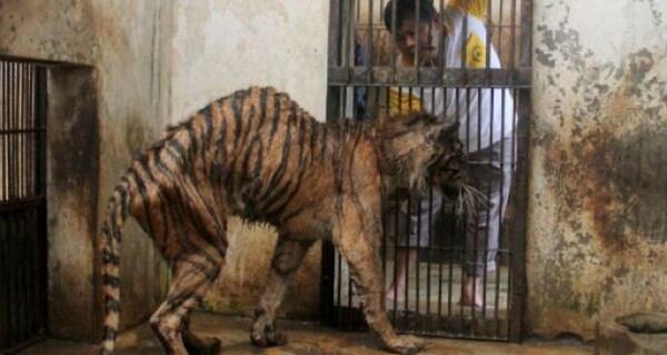 Nightmare Zoo / Ekspresi Hewan di Kebun Binatang (Pic ++)