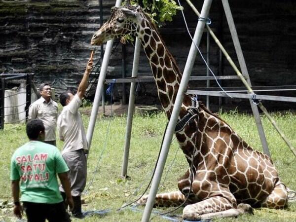 Nightmare Zoo / Ekspresi Hewan di Kebun Binatang (Pic ++)