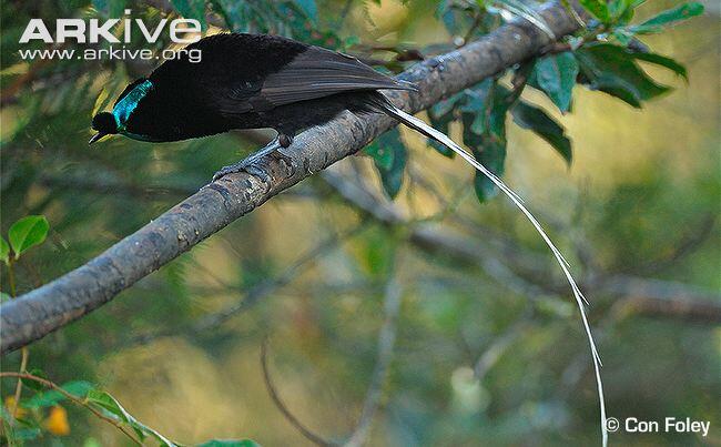 Macam-macam Burung Cendrawasih Gan (Siap-siap mata belo)