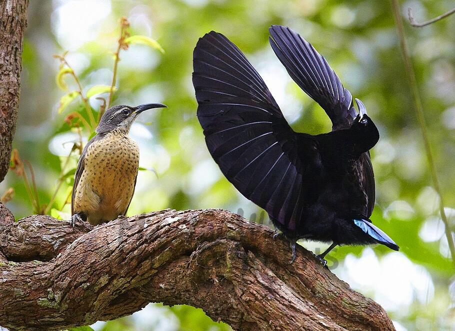 Macam-macam Burung Cendrawasih Gan (Siap-siap mata belo)
