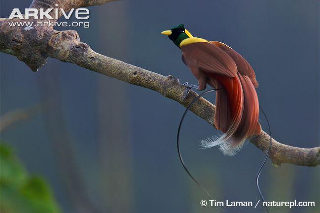 Macam-macam Burung Cendrawasih Gan (Siap-siap mata belo)