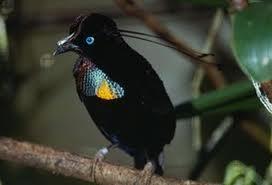 Macam-macam Burung Cendrawasih Gan (Siap-siap mata belo)