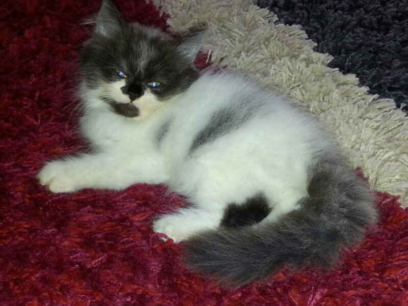 Kitten Persia Lucu Flat Nose