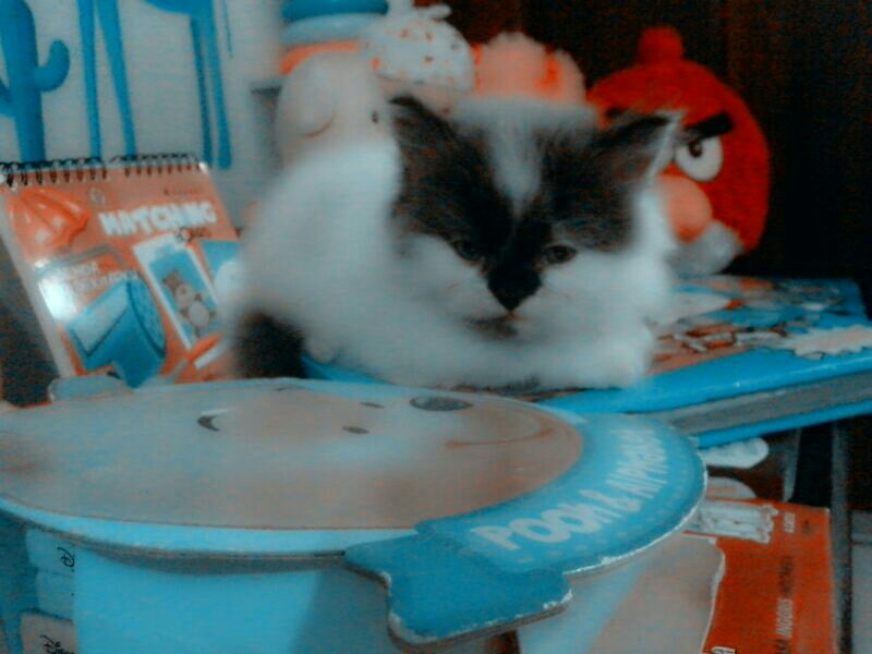 Kitten Persia Lucu Flat Nose