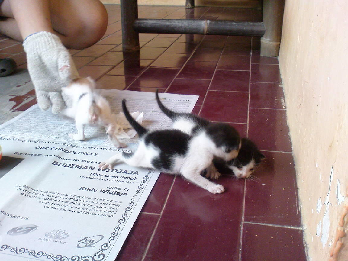 &#91;ASK&#93; Minta saran buat anak kucing dirumah ane gan.. 