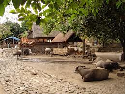 perang pandan Bali