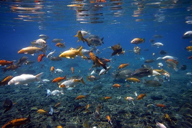 Mau Coba Sensasi Snorkeling Air Tawar disini Tempatnya