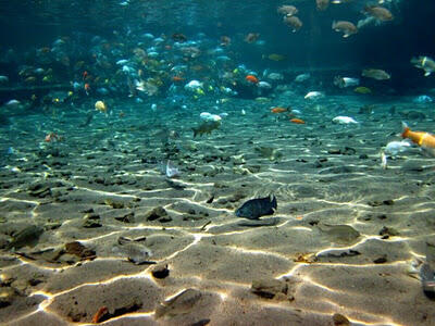 Mau Coba Sensasi Snorkeling Air Tawar disini Tempatnya