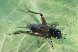 5 serangga yang dipercara pembawa keberuntungan