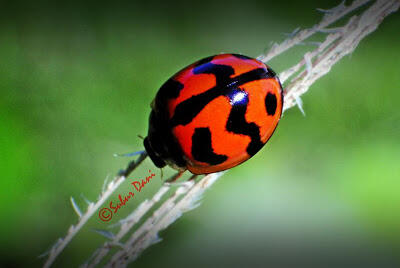 5 serangga yang dipercara pembawa keberuntungan