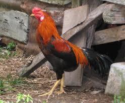 Mengapa Ayam Jantan Selalu Berkokok Tiap Pagi?