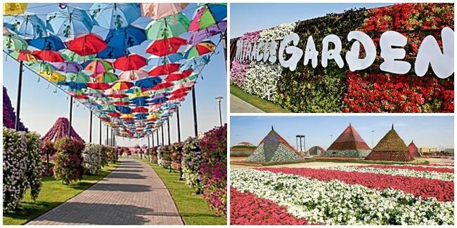  Dubai  Miracle Garden Taman  Bunga  Terbesar Di  Dunia  Yang 