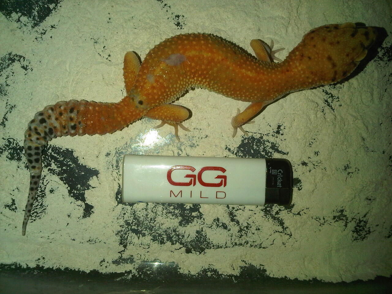 jual gecko