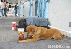 Gan mampir dulu nyok disini ada hewan hewan yang sangat amat lucu :)