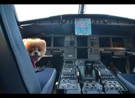 Gan mampir dulu nyok disini ada hewan hewan yang sangat amat lucu :)