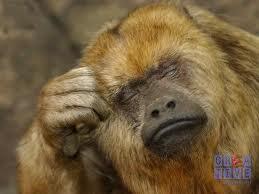 Gan mampir dulu nyok disini ada hewan hewan yang sangat amat lucu :)