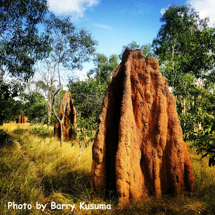 Taman Nasional Wasur Merauke, Serengeti Papua.