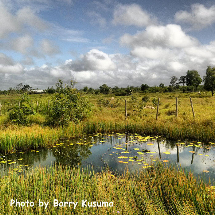 Taman Nasional Wasur Merauke, Serengeti Papua.