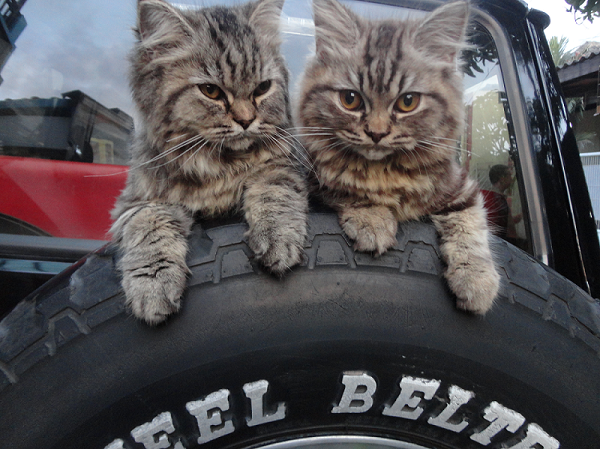 Bagian tubuh kucing yang harus disentuh dan dihindari jika ingin menyenangkan mereka