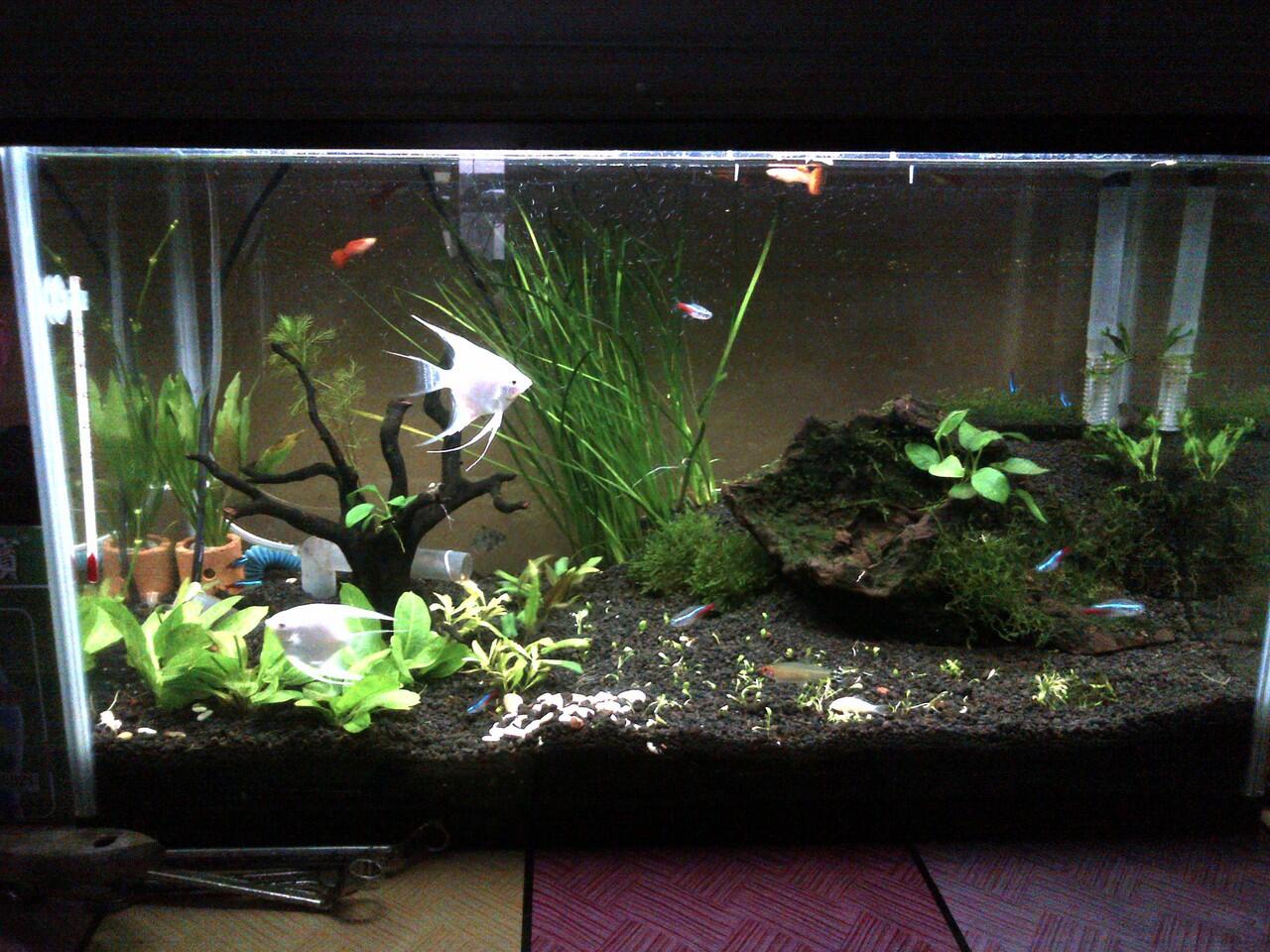 Aquascape For Everyone Page 313 KASKUS