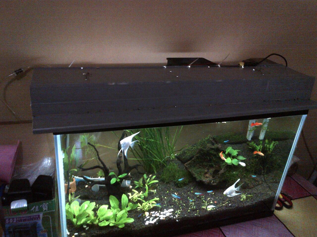 Aquascape For Everyone Page 313 KASKUS