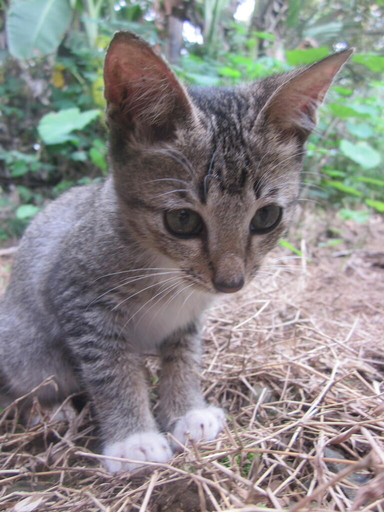 Bagian tubuh kucing yang harus disentuh dan dihindari jika ingin menyenangkan mereka