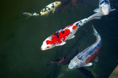 10 Ikan Hias Termahal Di Dunia Ayo Masuk Gan 