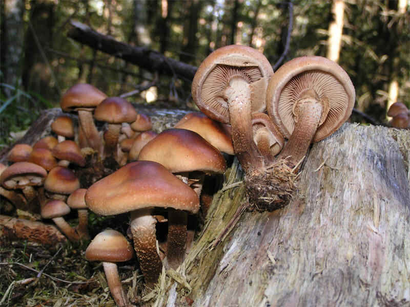 Inilah Makhluk Hidup Terbesar di Bumi..!!! (JAMUR??)