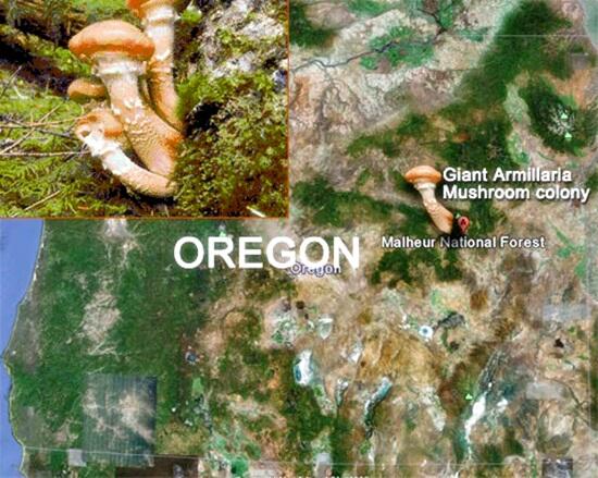 Inilah Makhluk Hidup Terbesar di Bumi..!!! (JAMUR??)