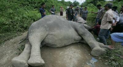 Gajah Kelir, Fenomena Unik untuk Menghormati Gajah di India