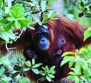 Benar-benar Aneh Disini Orangutan Dijadikan PSK