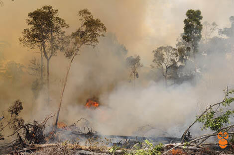 &#91;bukan berita haji lulung&#93; SELAMAT TINGGAL HUTAN KOLING