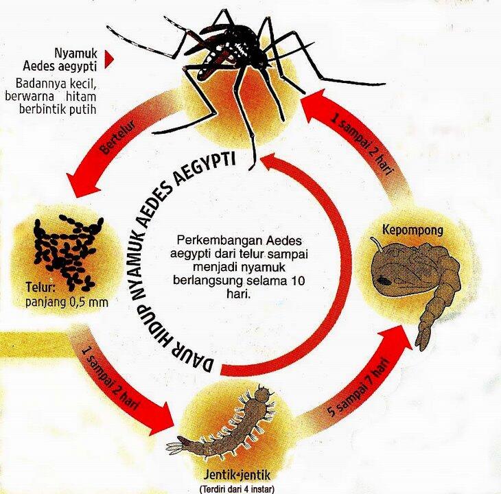 Cara Nyamuk Memilih Calon Korbannya