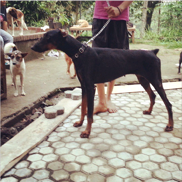 Doberman di Depok yang Ditinggal Majikan Diselamatkan Animal Defender