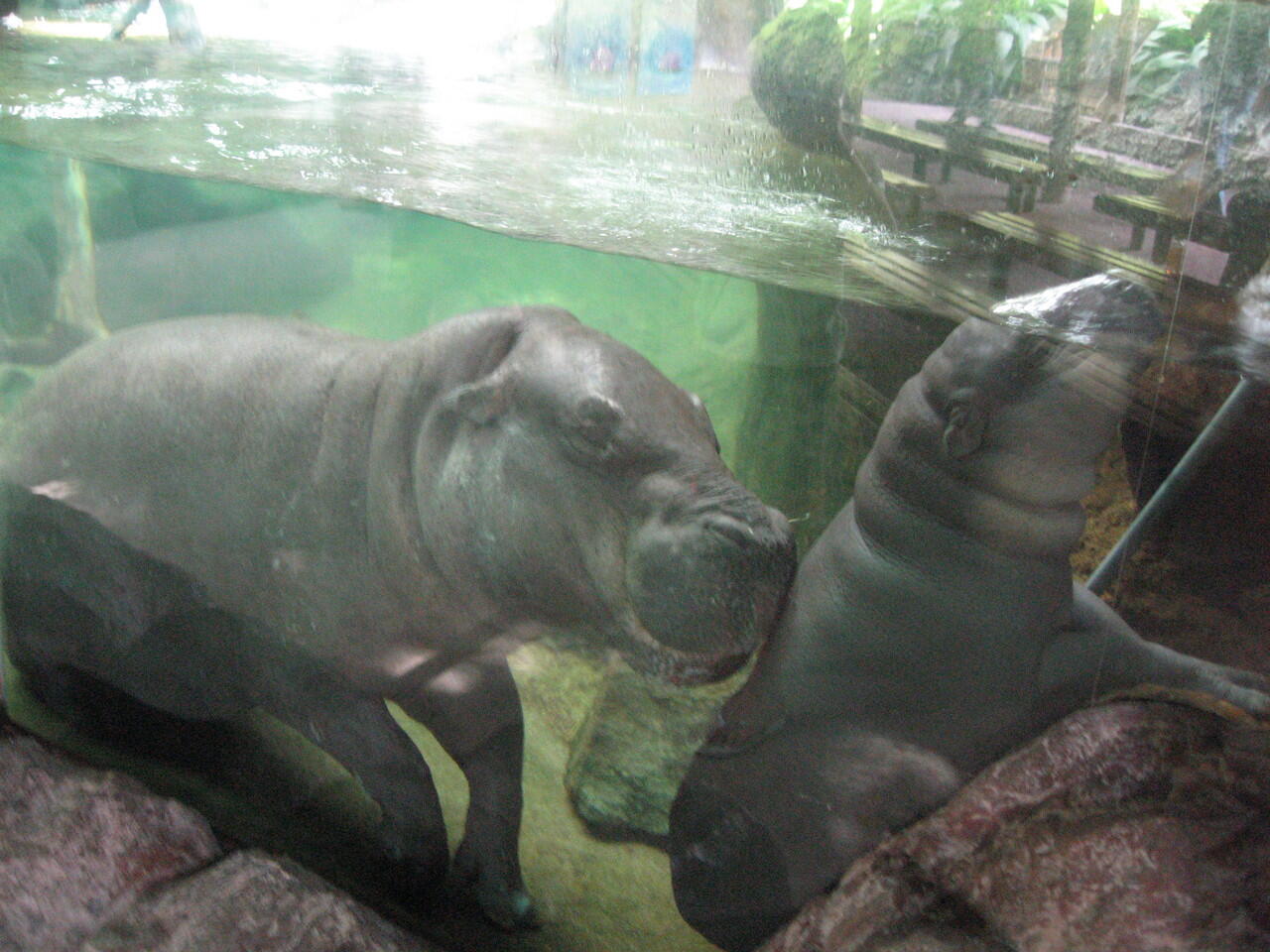 &#91;animal lover&#93; Inilah wajah Singapore zoo 40 tahun silam