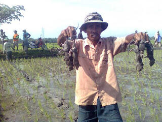 Ini dia gan, predator yang masih setia memangsa tikus