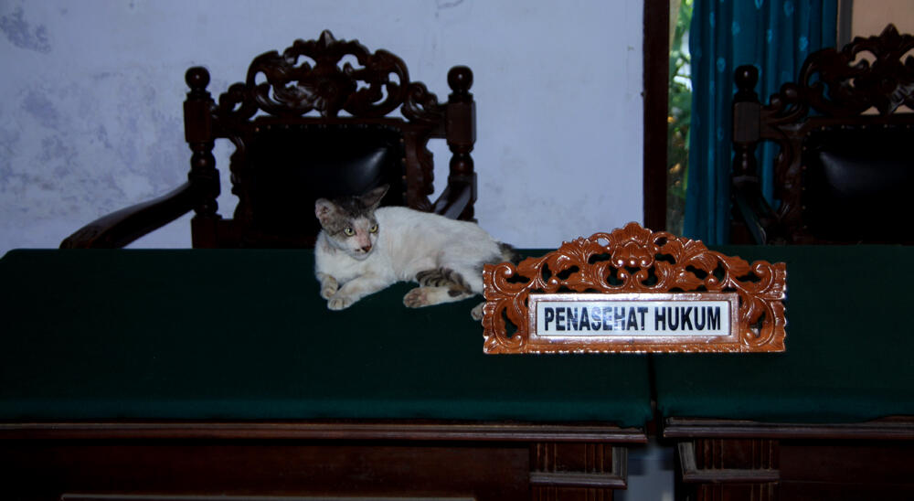 Kucing jadi penasehat hukum (original foto gaan... rugi ga masuk)