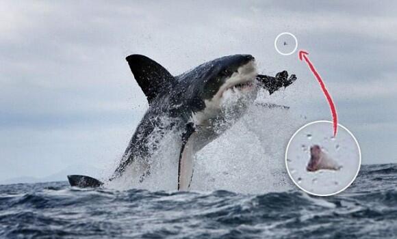 Foto – Foto Hiu Putih Besar Makan Siang Dan Kehilangan Giginya