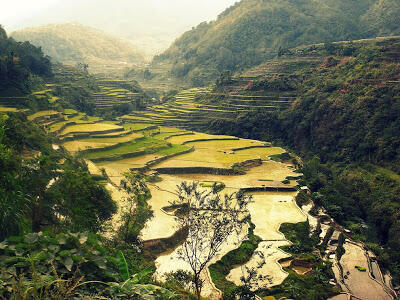 8 Pemandangan Sawah Paling Dahsyat di Dunia
