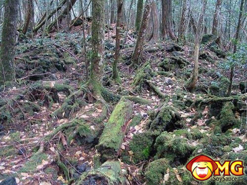 Menelusuri Hutan Aokigahara (Hutan Tempat Bunuh Diri di Jepang)