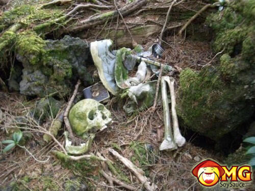 Menelusuri Hutan Aokigahara (Hutan Tempat Bunuh Diri di Jepang)