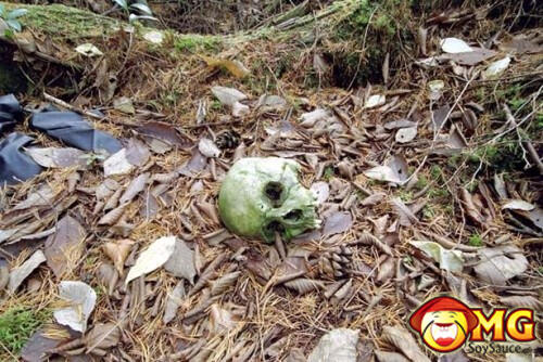 Menelusuri Hutan Aokigahara (Hutan Tempat Bunuh Diri di Jepang)