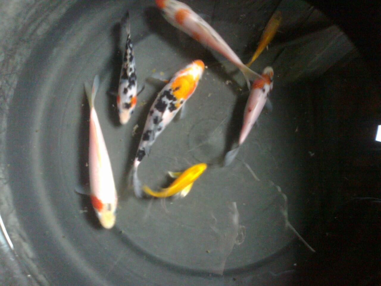 Terjual JUAL BIBIT IKAN KOI DAN JAER KUMPAY KASKUS