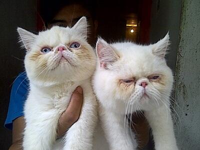 Terjual Kucing Persia Exotic Peaknose Ekstrem Bandung | KASKUS