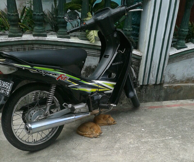 PECINTA KUCING SILAHKAN MASUK !!!