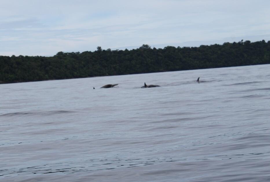 (Kaskus go to Kalimantan) Derawan,Maratua,Kakaban,dan Sangalaki