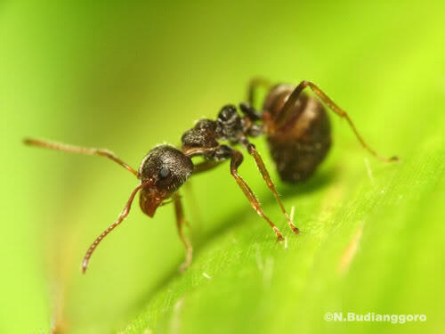 Macam-macam Jenis Spesies Semut yang Paling Dominan di Dunia