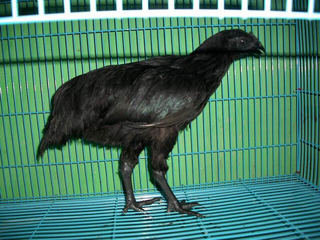 AYAM CEMANI &#91;&#91; AYAM TERMAHAL DIDUNIA &#93;&#93;