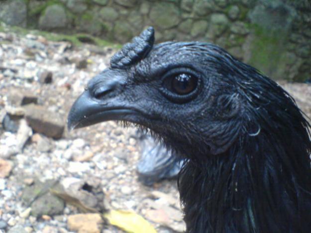 AYAM CEMANI &#91;&#91; AYAM TERMAHAL DIDUNIA &#93;&#93;