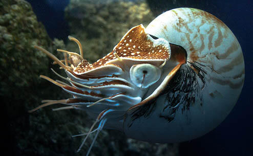 Nautilus, Si Cumi Bercangkang
